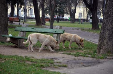 Cruciada maidanezilor: Primăria pregăteşte castrarea câinilor din casele orădenilor 